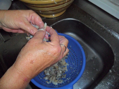 Picking the bachalau